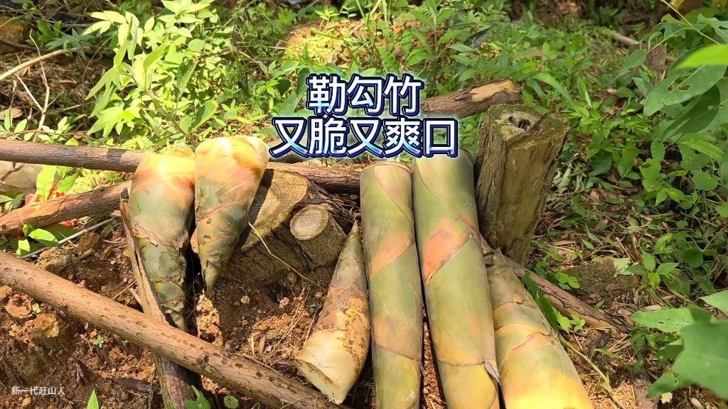 今天差点又空军，晒了一天差点中暑，幸好搞了几十斤勒勾竹