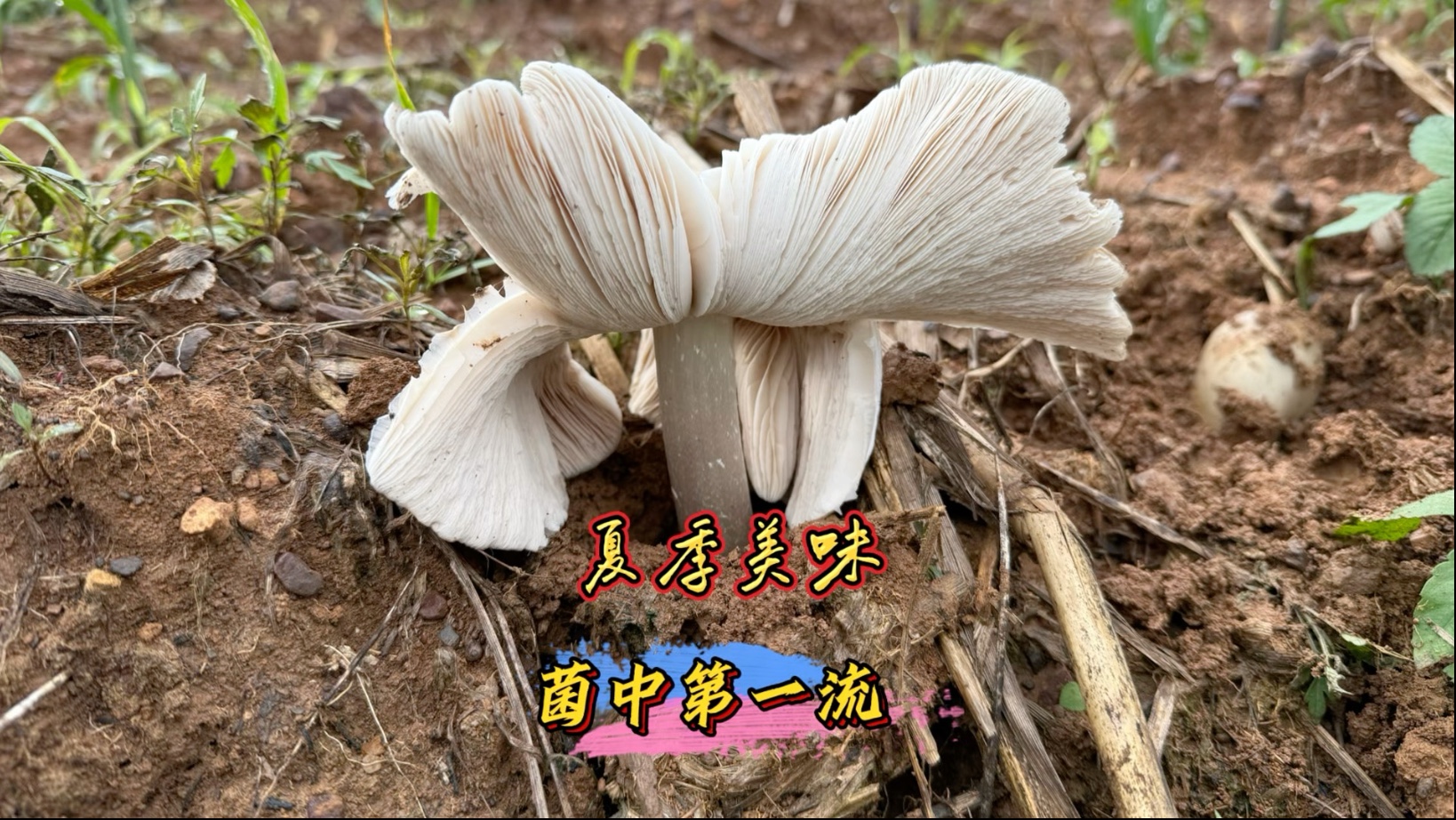 拔鸡枞拔到手抖是一种什么体验