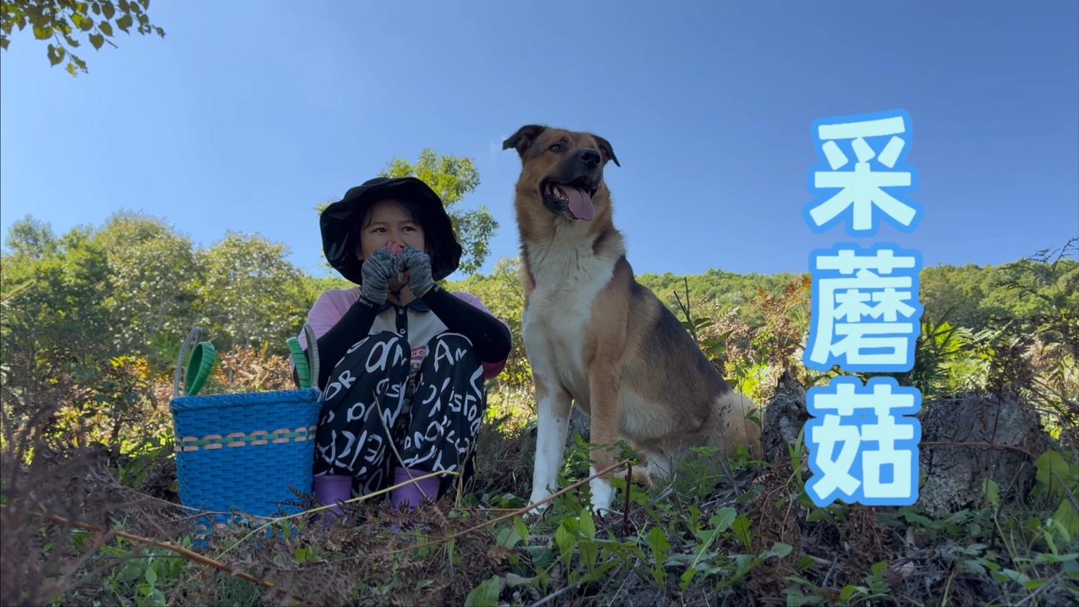 带着中华田园犬上山，体验沉浸式采蘑菇！