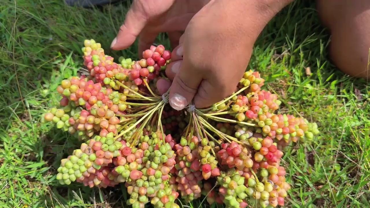 秋天是丰收的季节，冬宝进山找最甜的五味子，树上挂满了，摘到爽