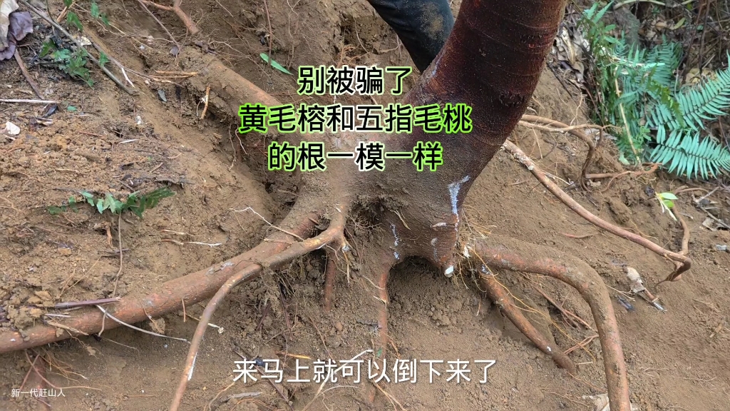 被被骗了！这棵黄毛榕和五指毛桃的根一样，味道也差不多，买五指毛