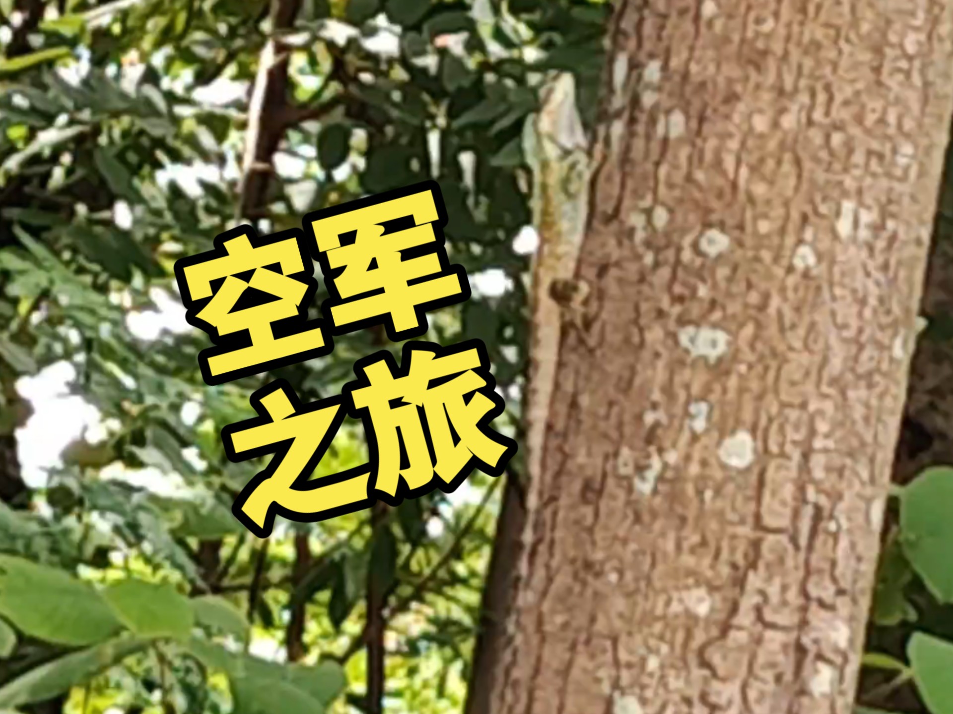 寻找白唇树蜥虽然空军了但是偶遇好心店家成功蹭饭成为大胃袋