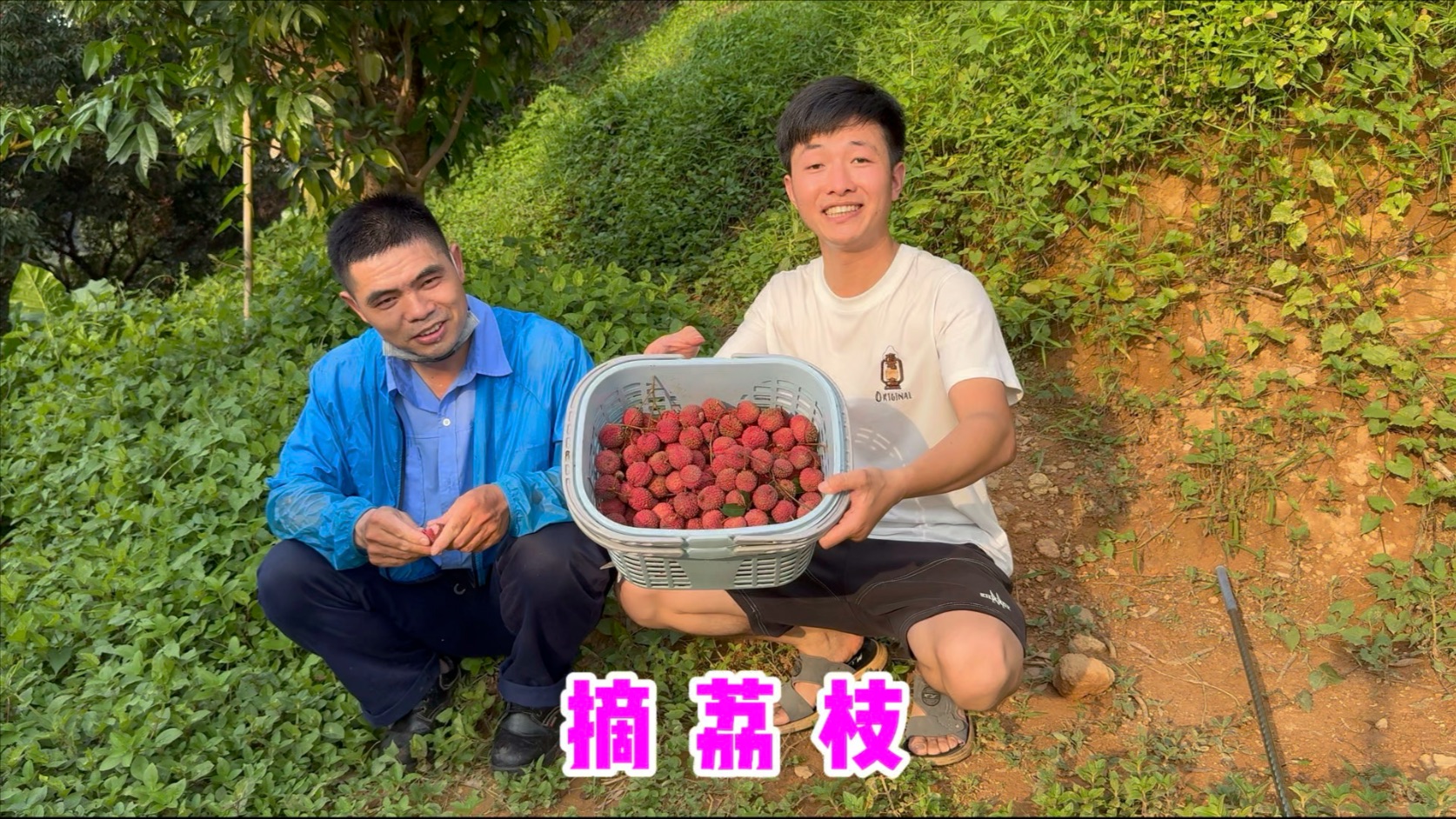 和同事果园摘荔枝，20门票随便吃，还可以带走4斤，荔枝自由太过瘾