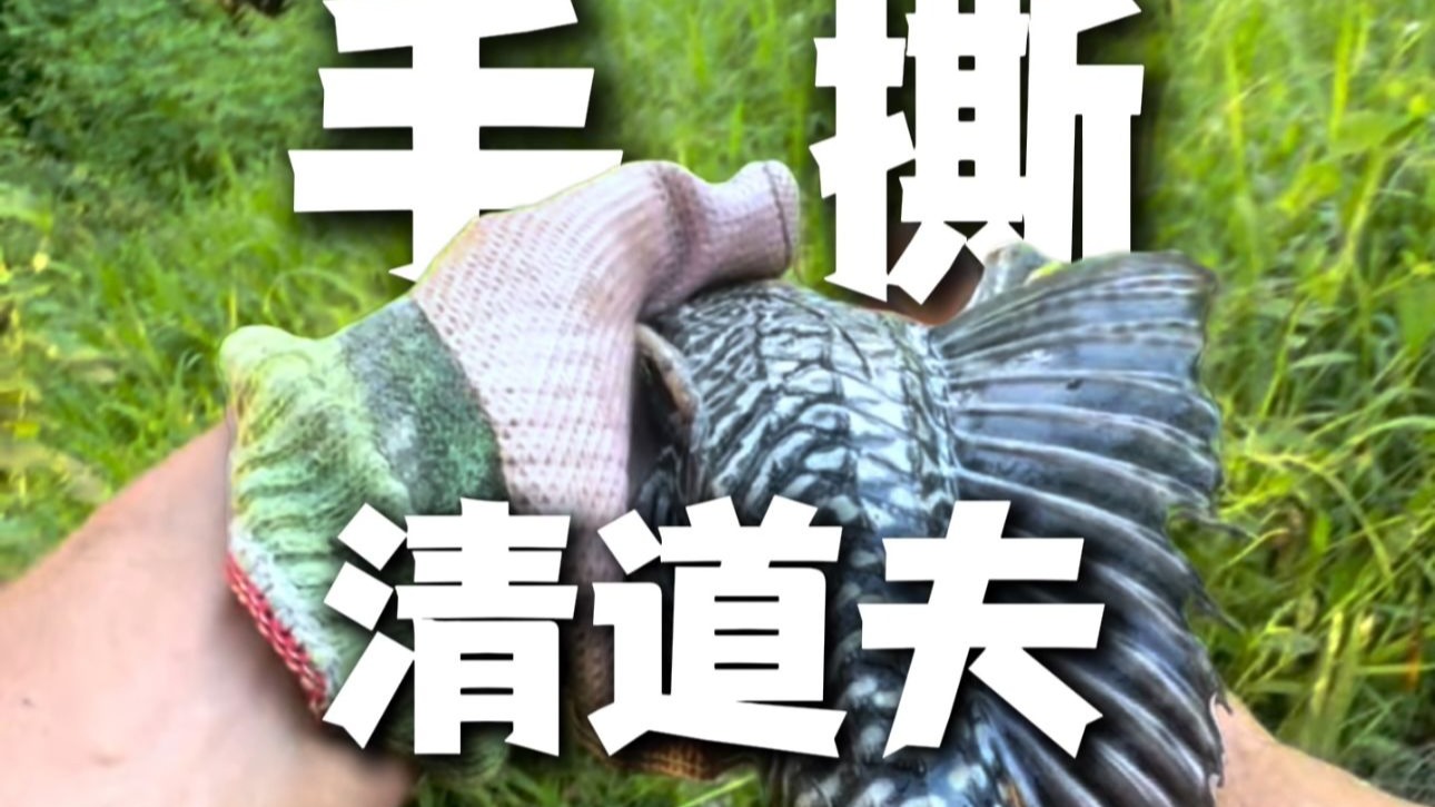手 臂 粗 的 清 道 夫，差 点 掰 不 动