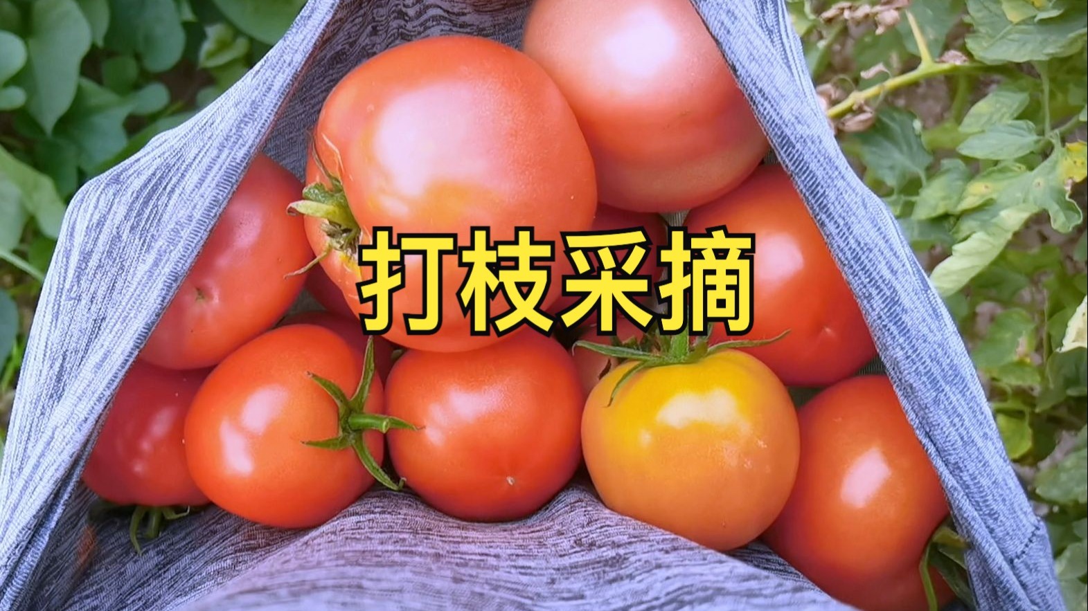 西红柿打枝绑枝，佛系种菜迎来采摘，红彤彤直接吃两个！美味多汁