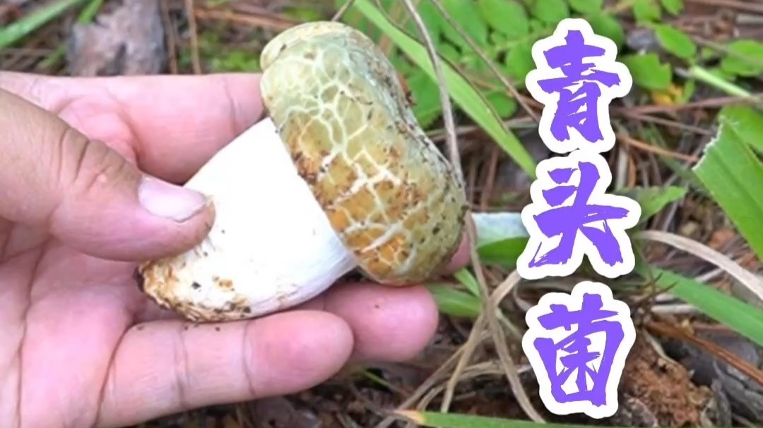 发现新菌子，黑喇叭菌