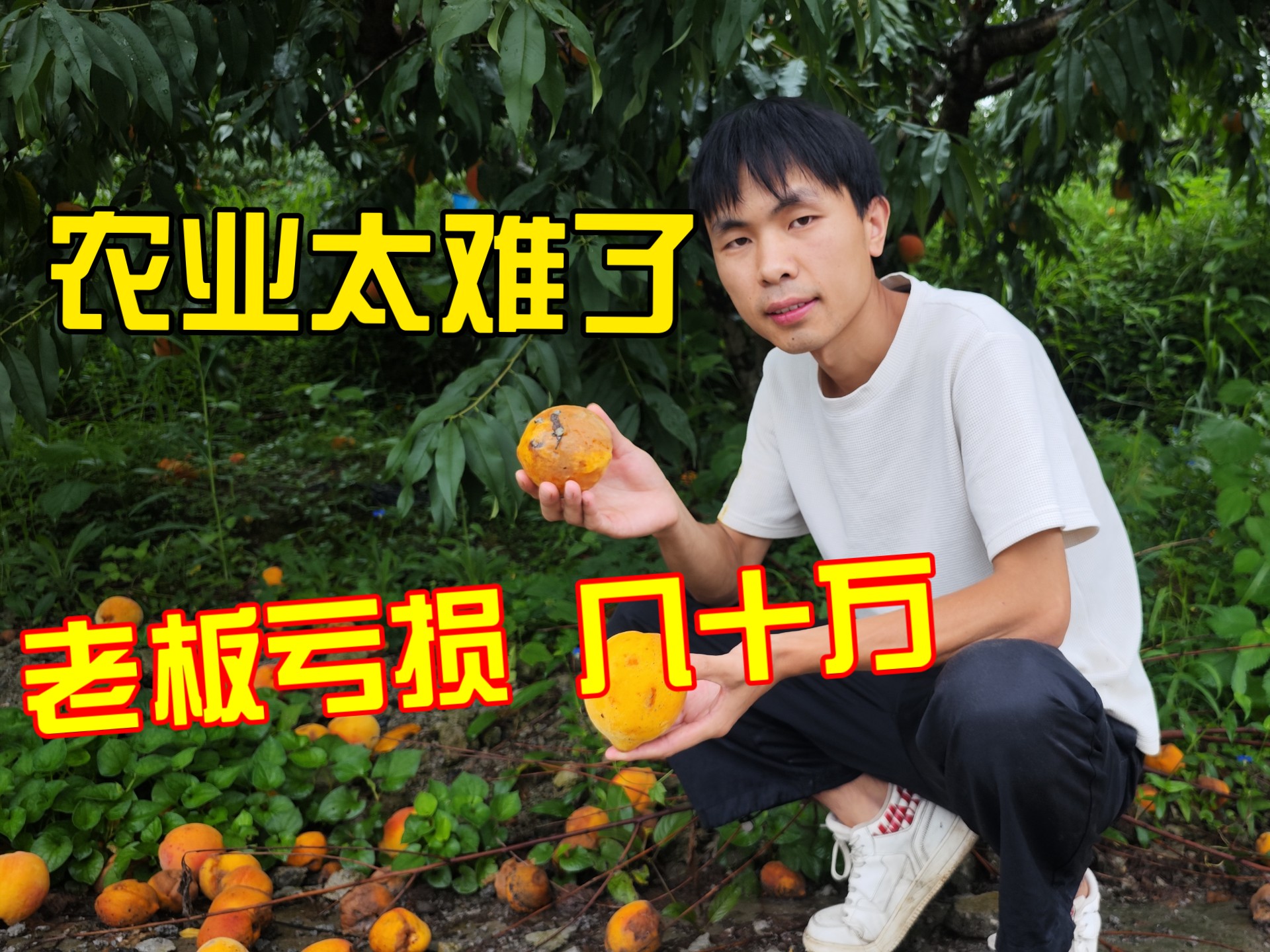 哪有像我这样卖货的，连续叫大家退款！农业的无奈！