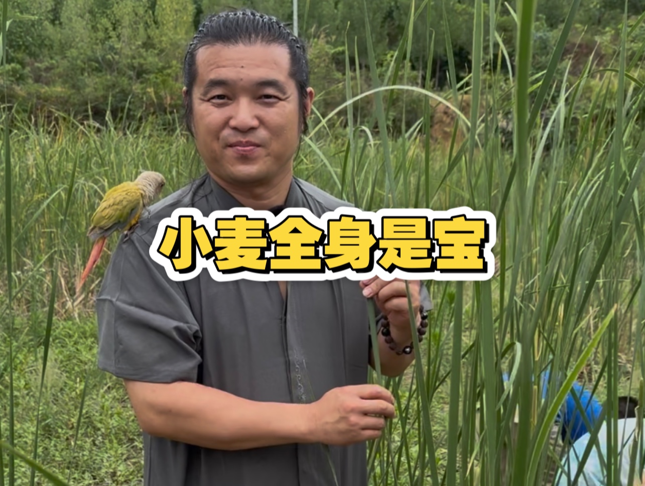 小麦的灵活运用