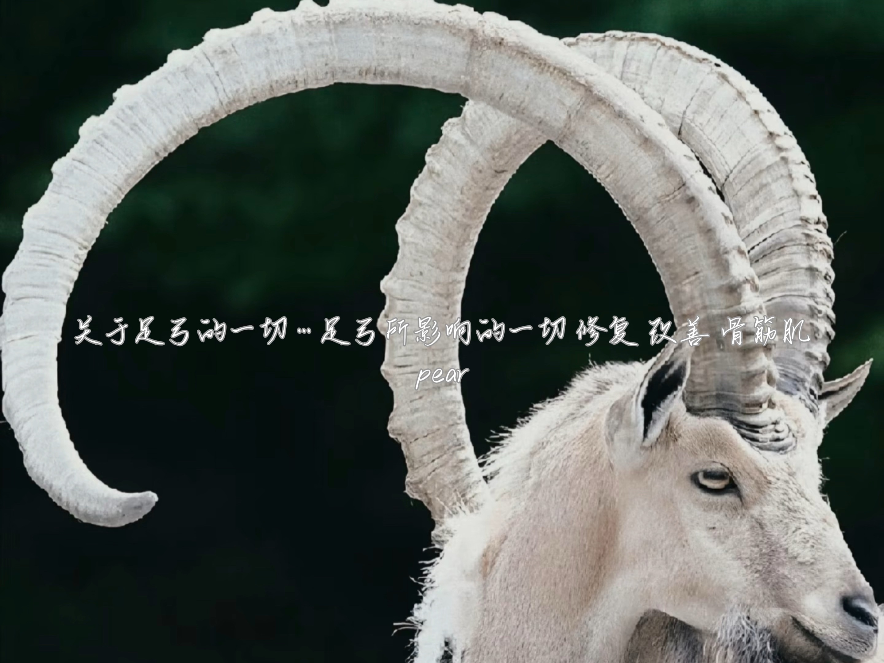 pear·关于足弓的一切 足弓所影响的一切 修复 改善 骨筋肌