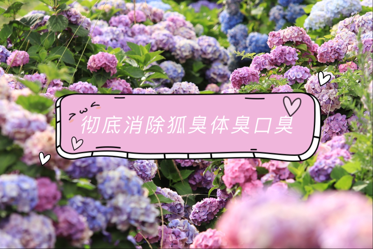 彻底消除狐臭体臭口臭显化 呵气如兰 阴阳平衡 身体香味的前