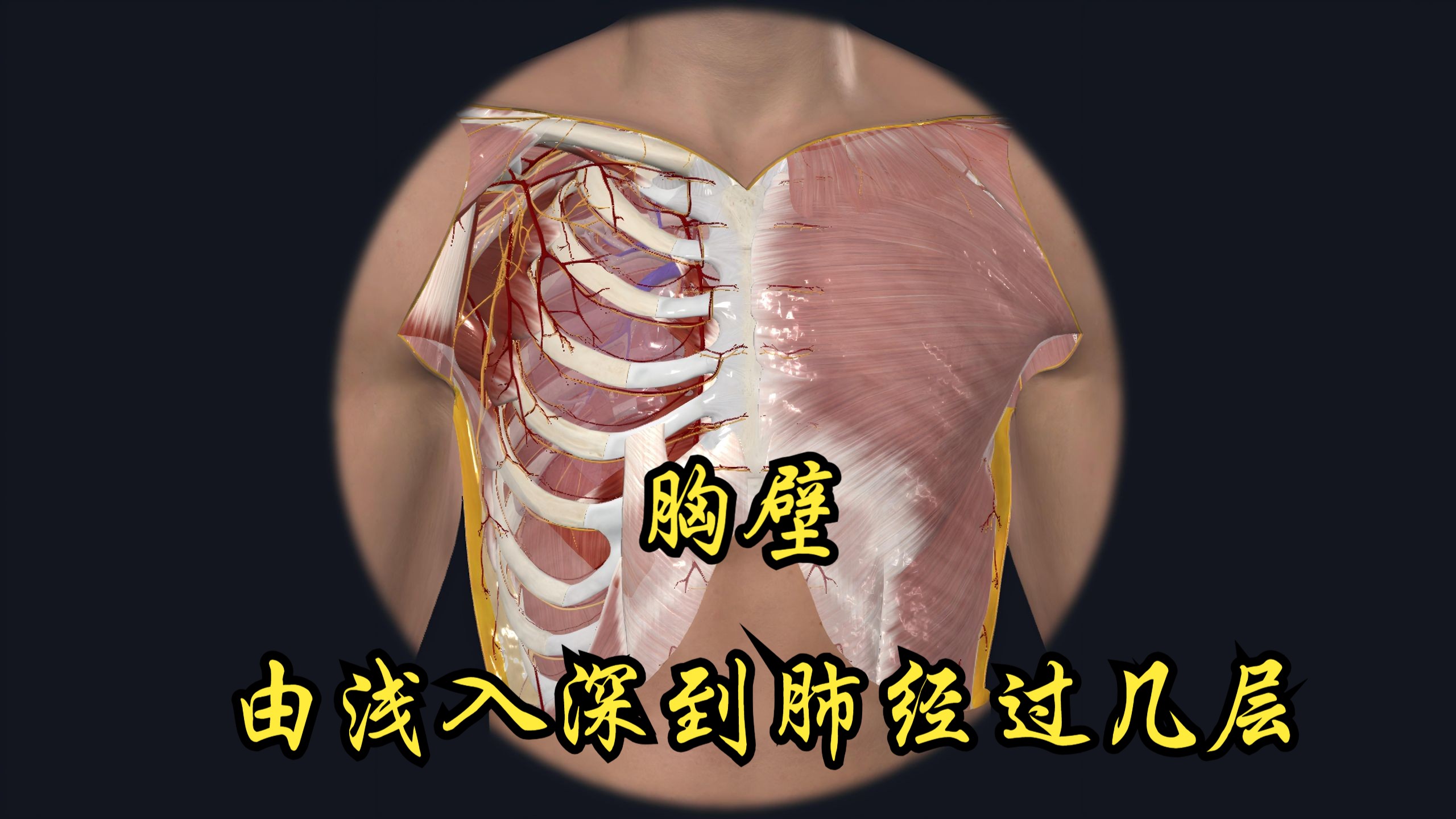 胸壁，由浅入深要经过几层才到肺？
