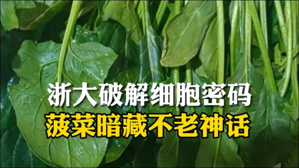 浙大破解细胞密码，菠菜暗藏不老神话。