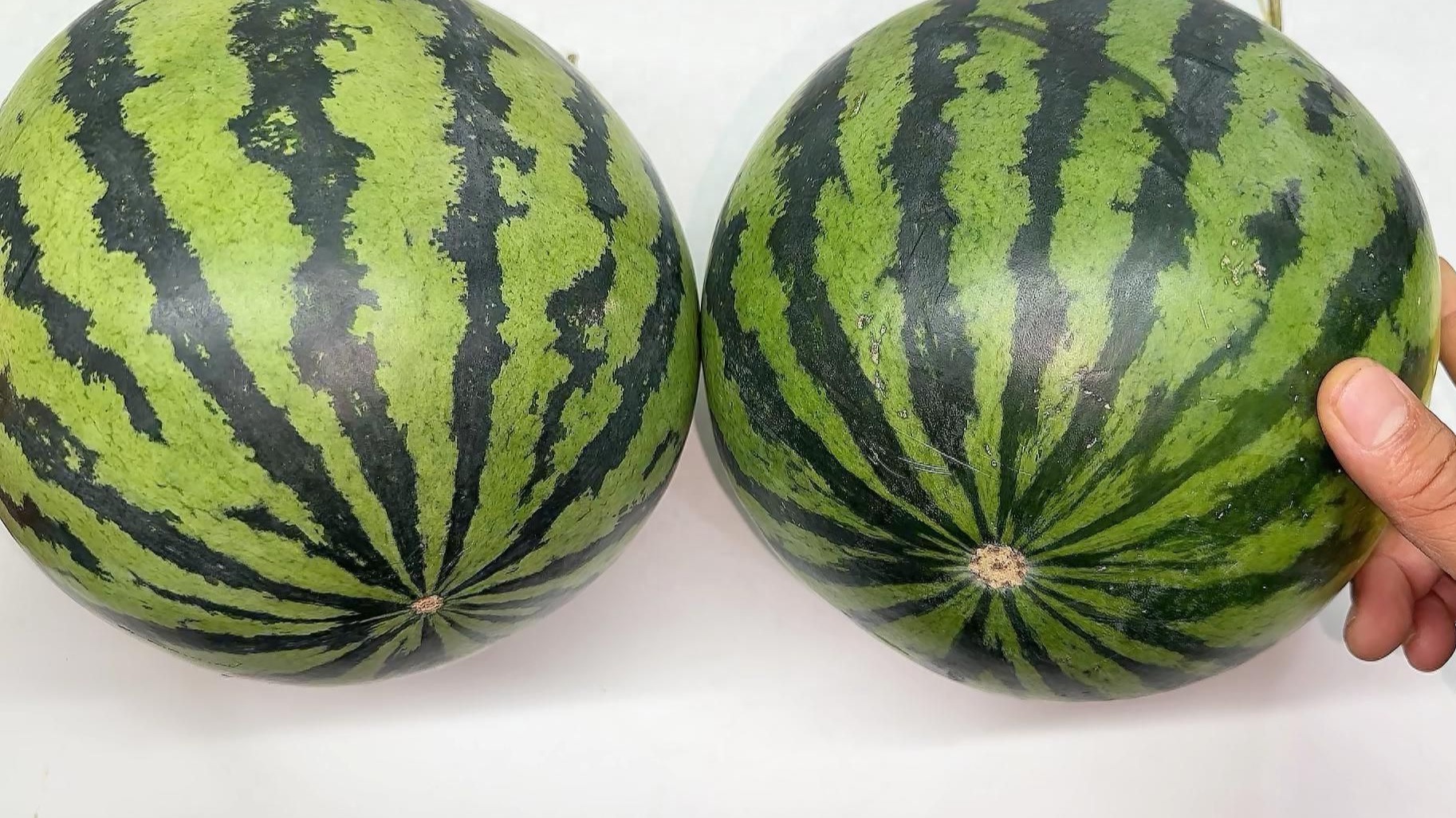 很多人都不知道，西瓜甜不甜？看这个位置就知道，一挑一个准