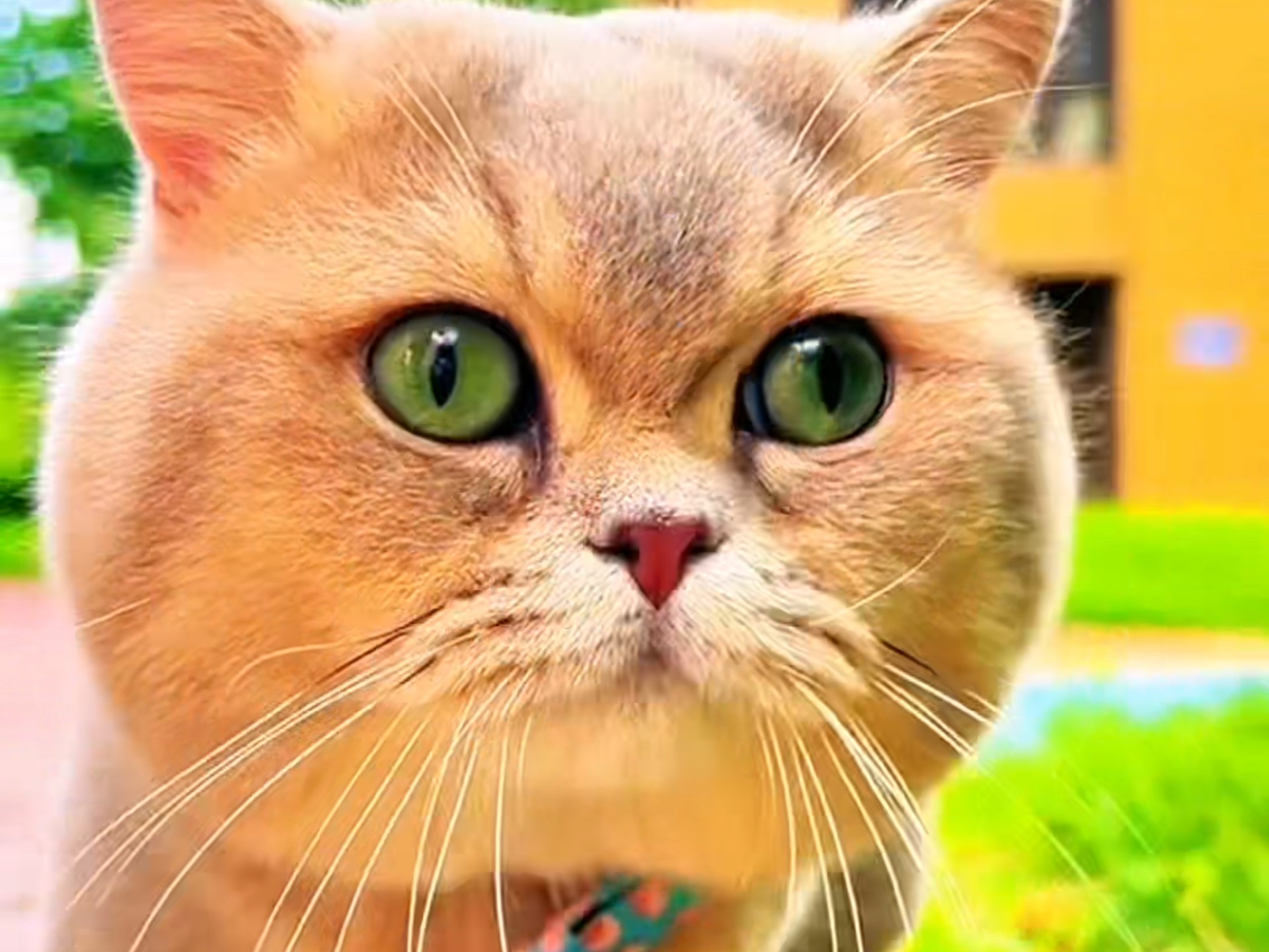 好喜欢可爱的小猫咪。