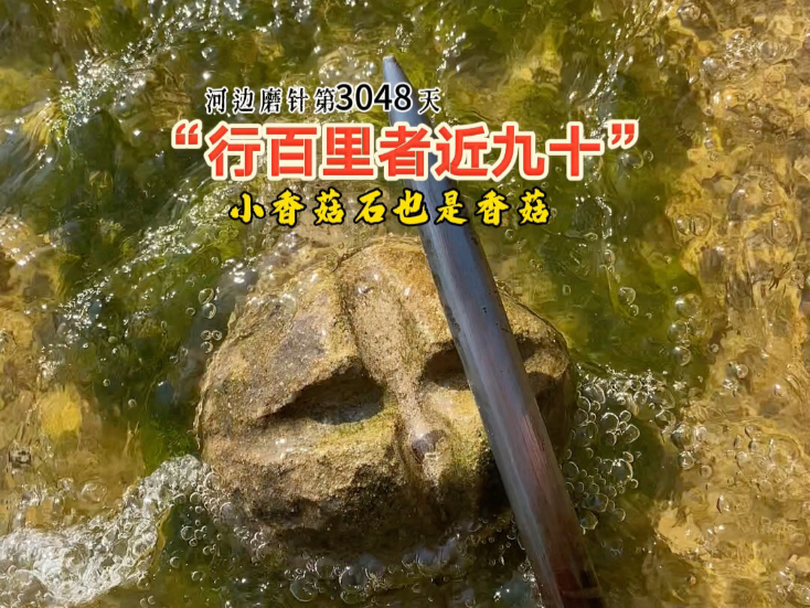 第3048天：行百里者近九十未敢松劲，小香菇石亦是真味藏，今朝石磨