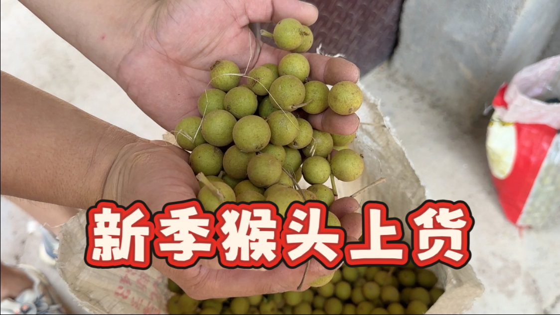 Vlog｜新鲜猴头下树 上货