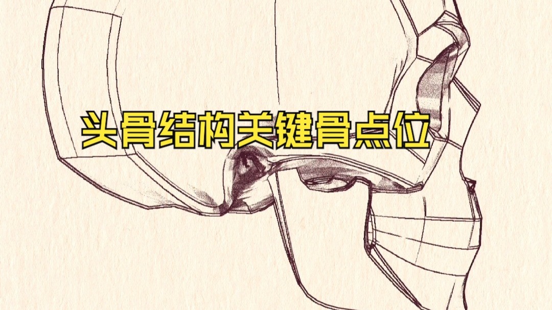 头部关键骨点构成底层结构