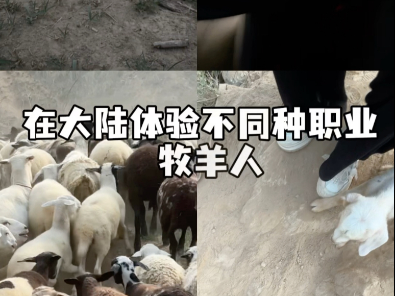 台灣女生在大陸體驗牧羊人的一天