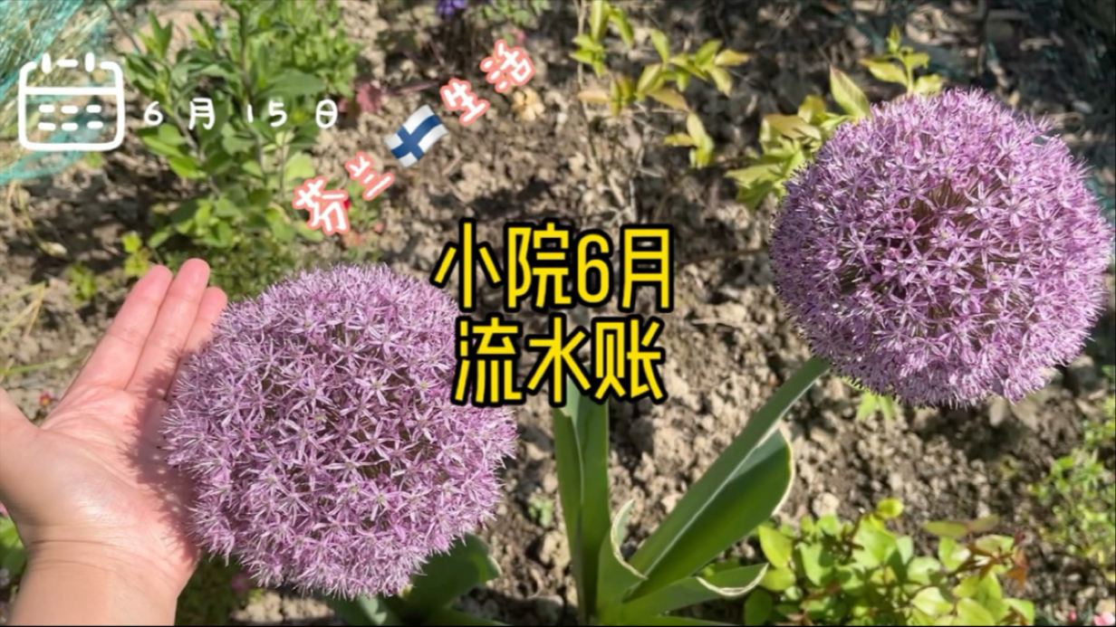 芬兰生活 小院6月流水账