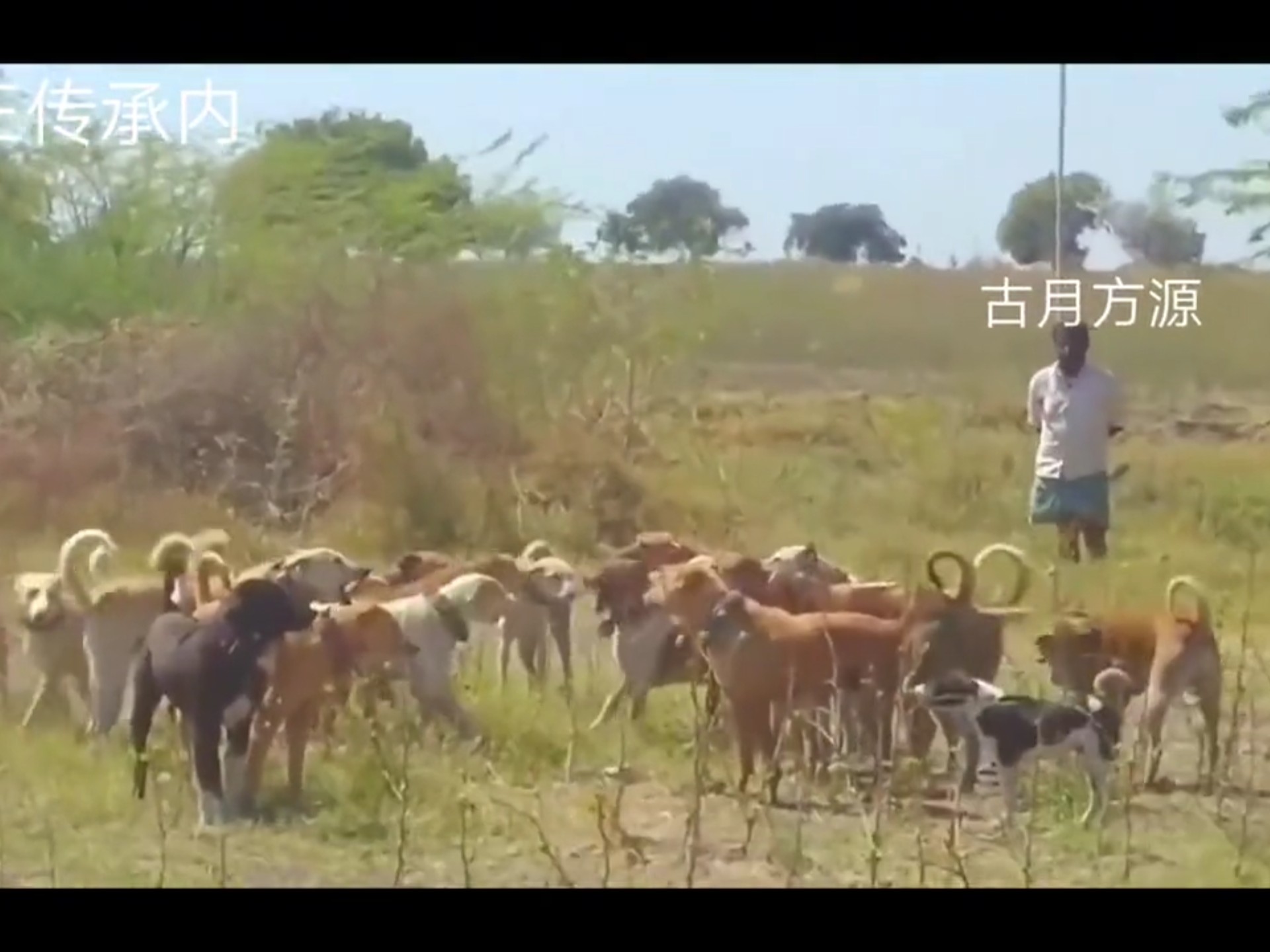 《大爱仙尊之小兽王勇闯三王山》