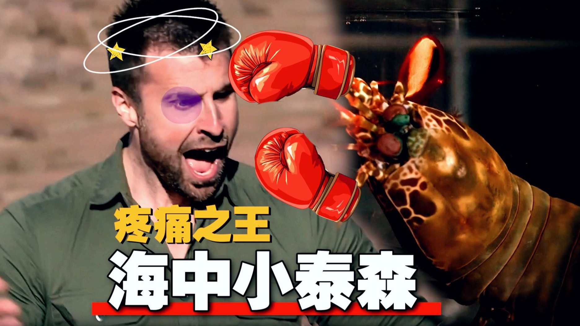 《疼痛之王》惨遭螳螂虾爆锤！浪里小泰森 医保卡给你打欠费