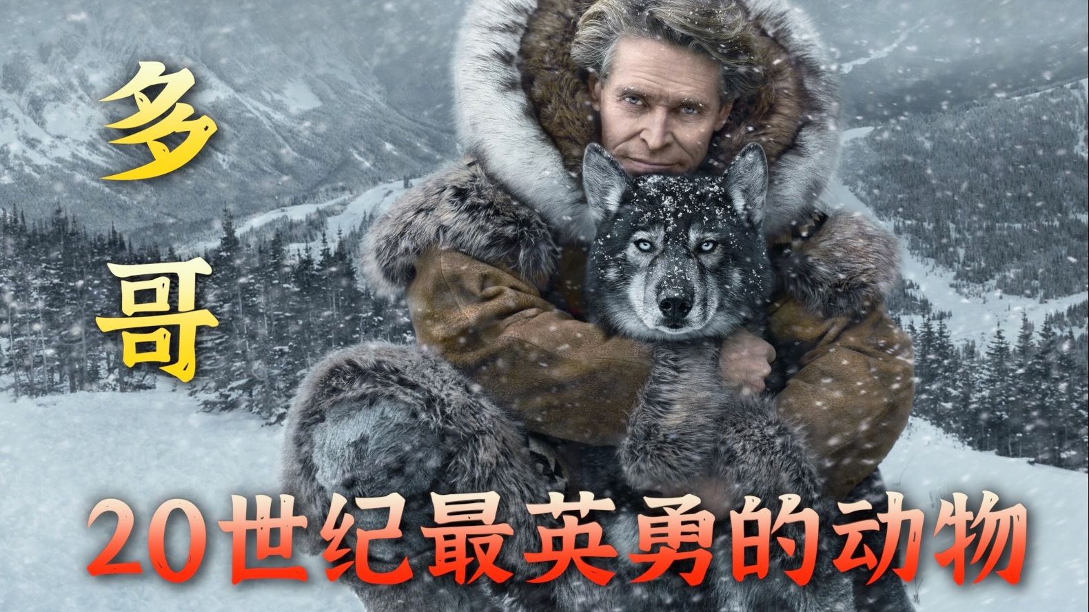 【多哥】20世界最英勇的动物，一狗拯救万人，真实故事！