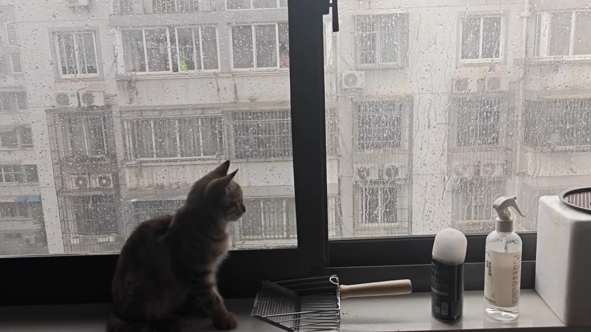小猫咪下雨天也会emo吗？