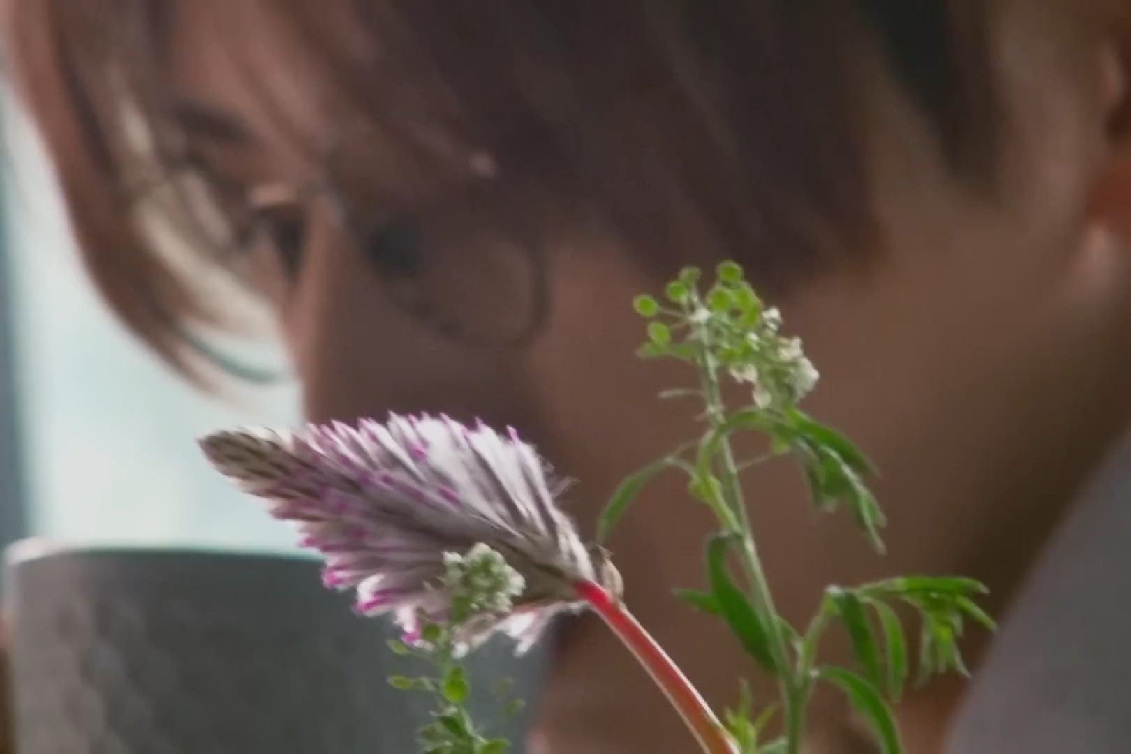 【中日双语】山田凉介送给你的情歌 Ryosuke yamada-Bloomin