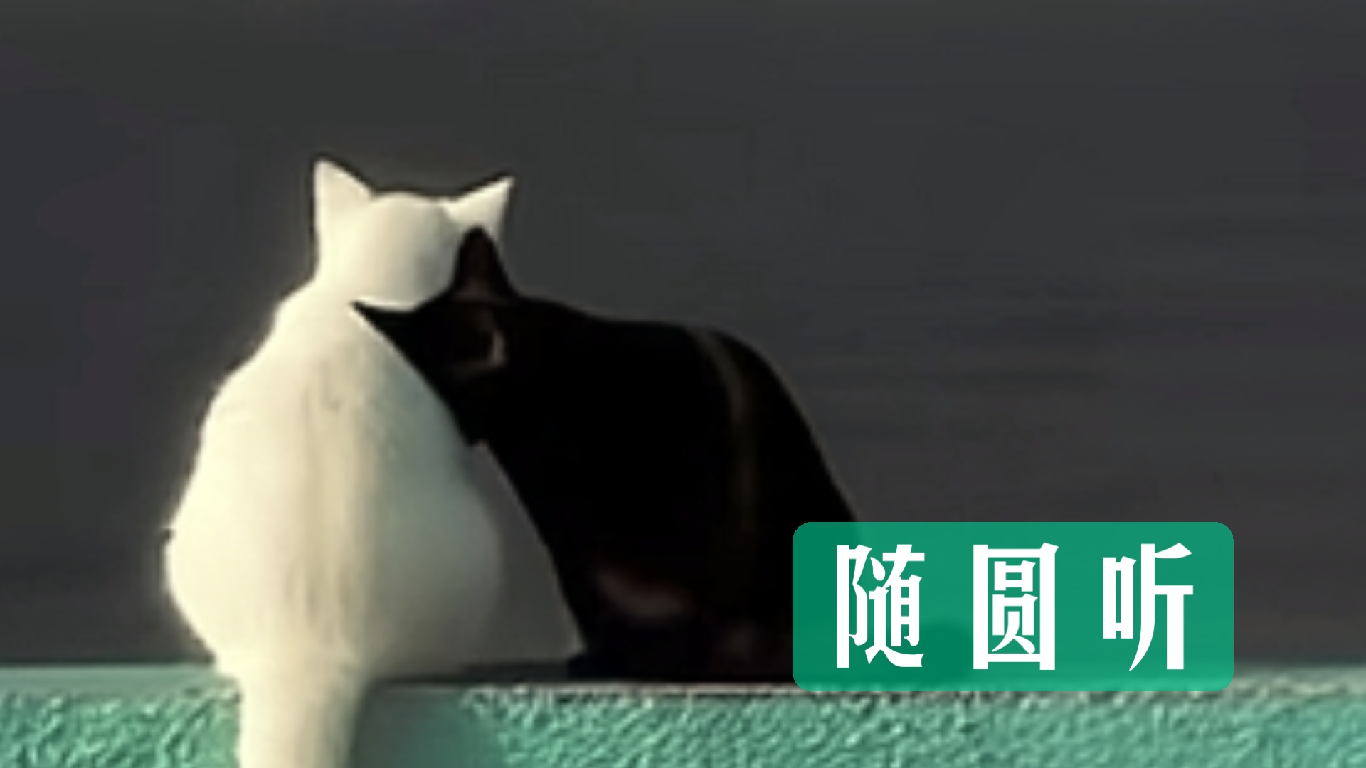 随圆听 无任何占卜