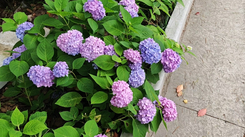 无尽夏，路边的，就开得很好