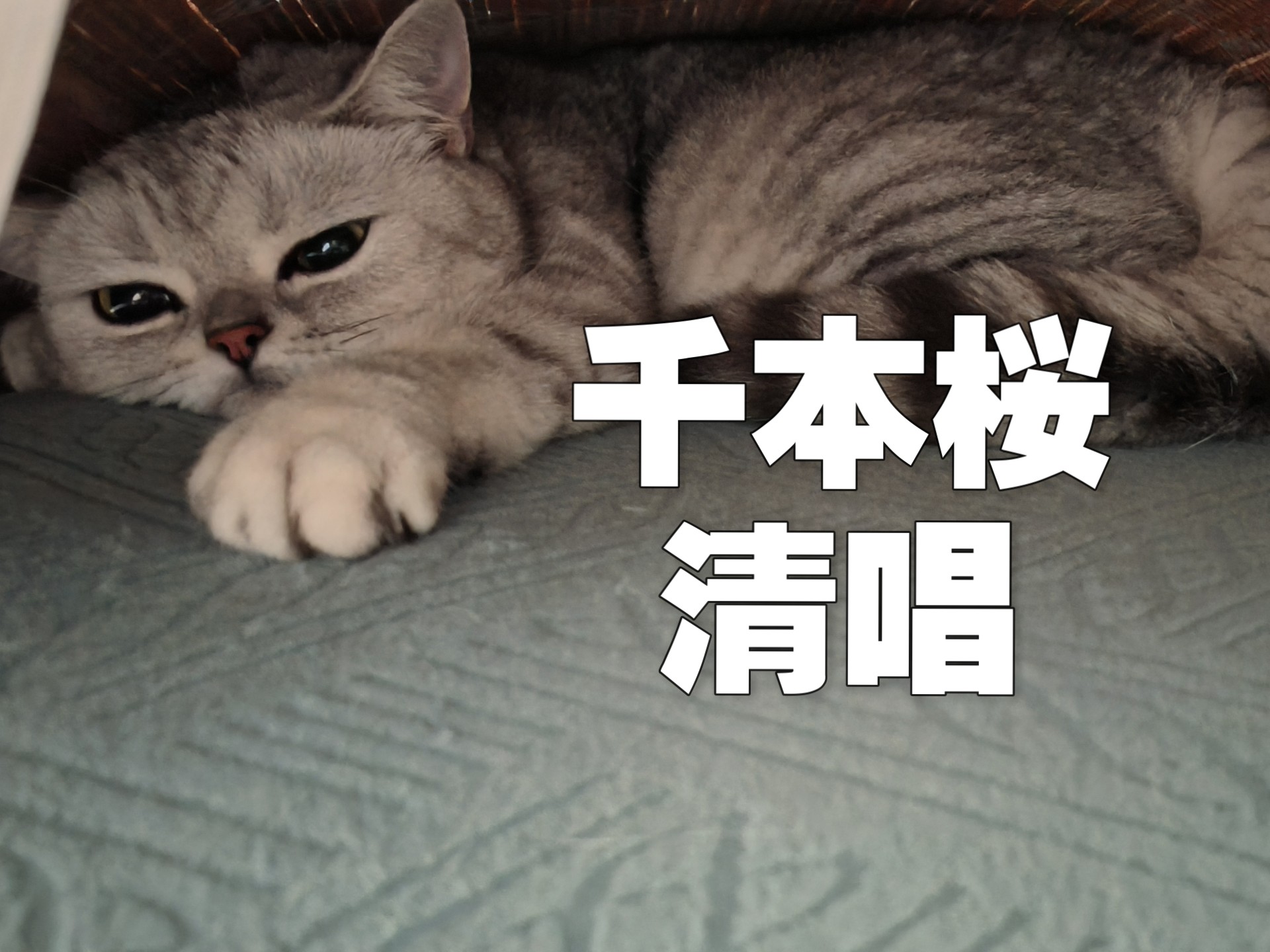 【千本樱清唱】不知不觉又该助力主播五千粉了