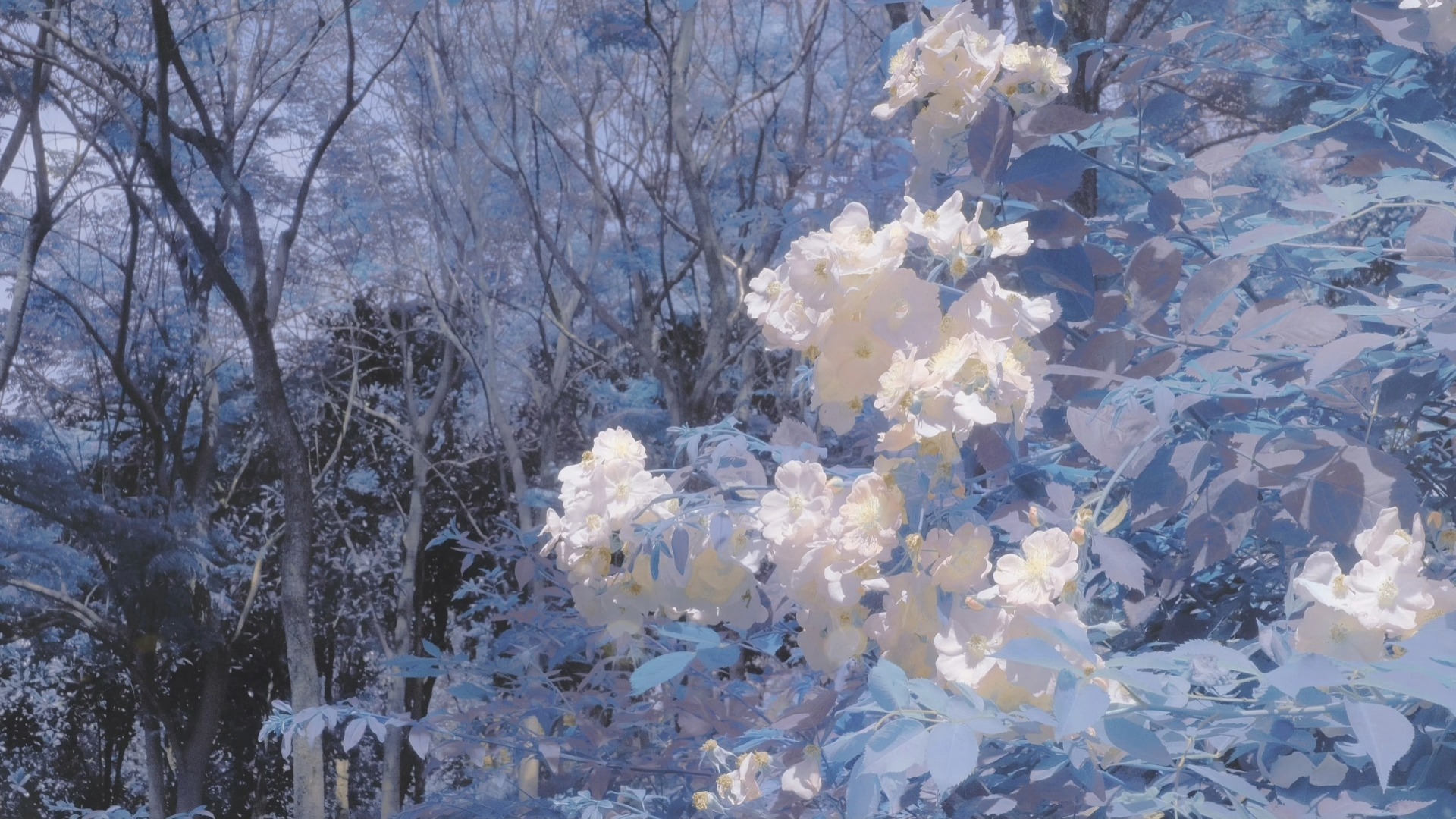 『playlist』I could be fearless丨INFJ丨纯音乐丨