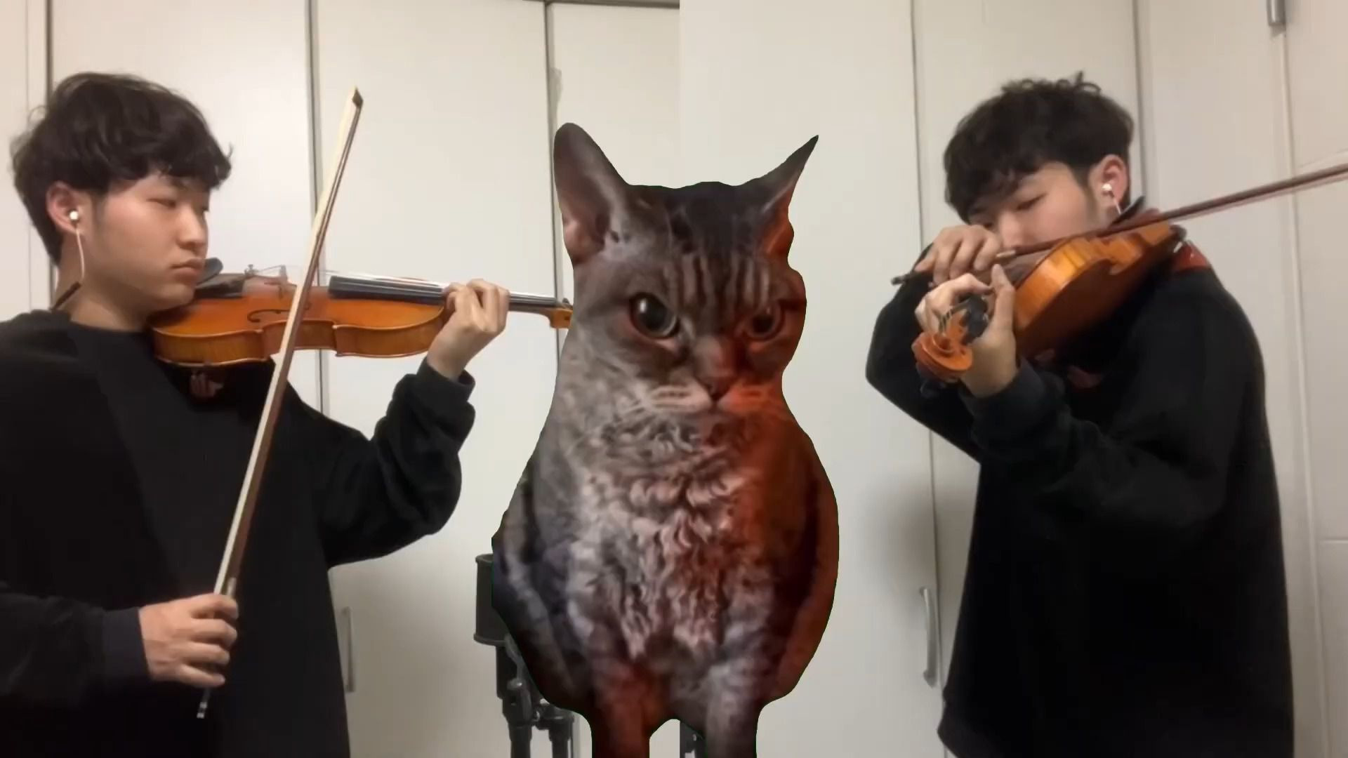 当小猫素材用小提琴演奏出来时！豪庭！！