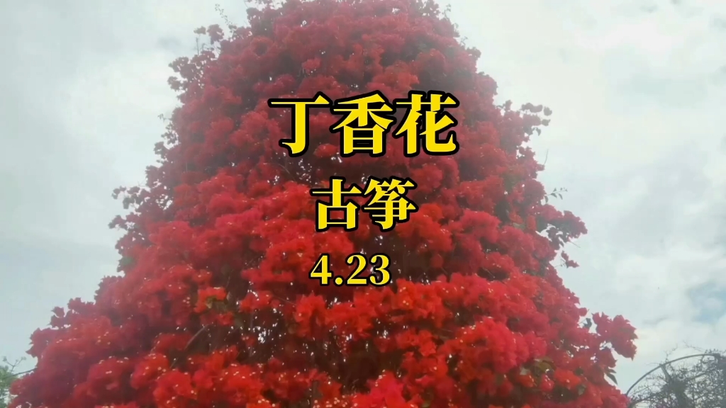4.23-03#丁香花#古筝#纯音乐