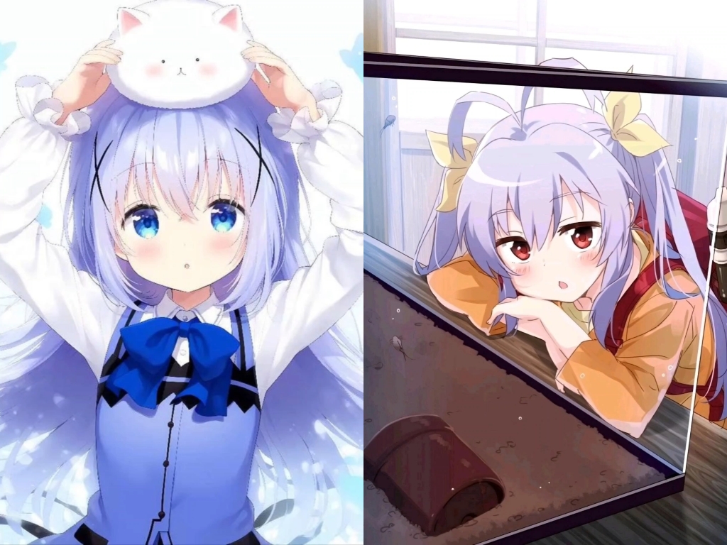 比颜值：香风智乃vs宫内莲华