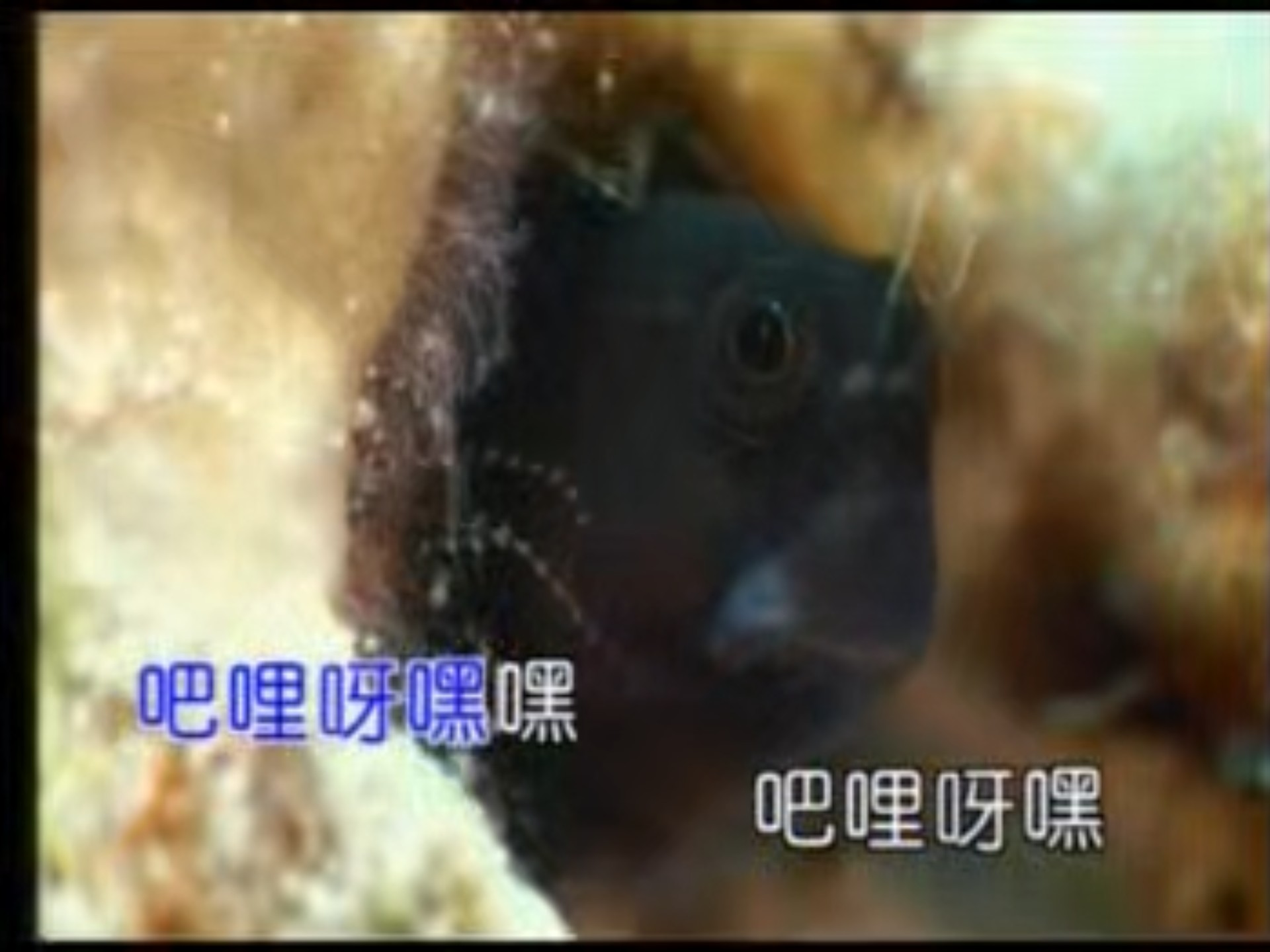 花儿乐队 - 化蝶飞（天赋唱片）