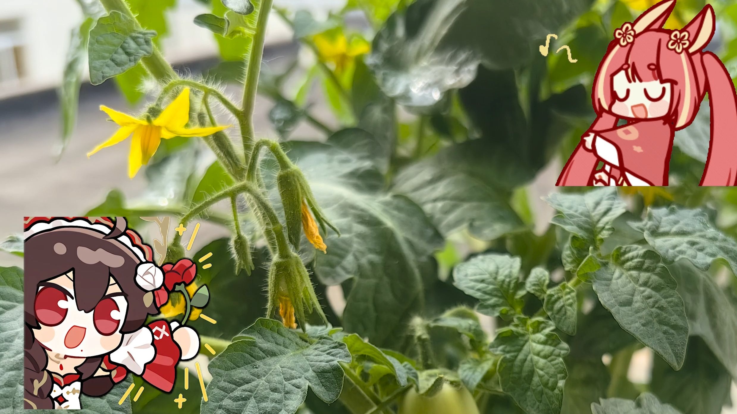 【乐正绫】【东方栀子_Blossom-馨-】茉莉花（《鲜花调》）（Vocalo