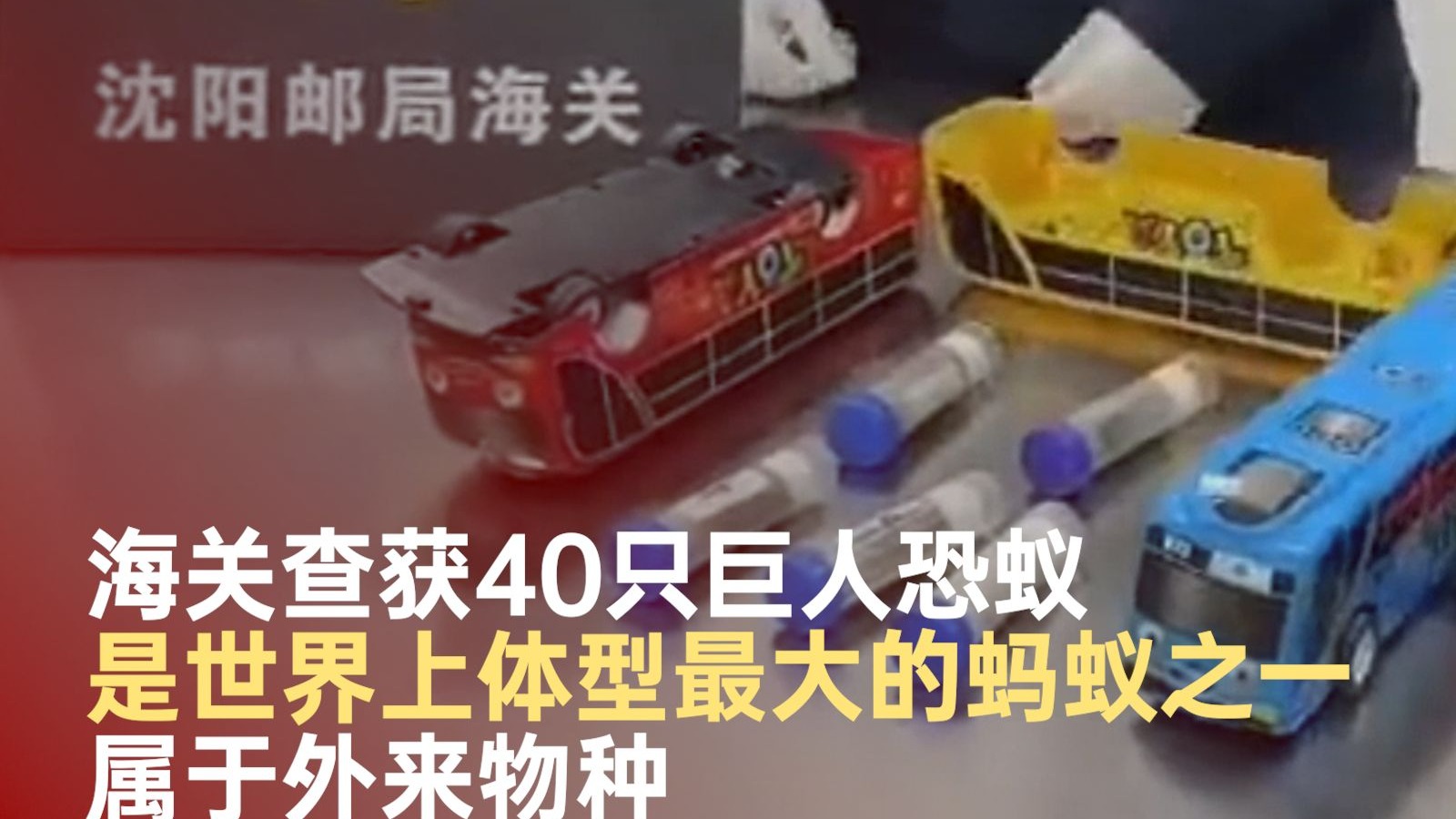 海关查获40只巨人恐蚁：是世界上体型最大的蚂蚁之一