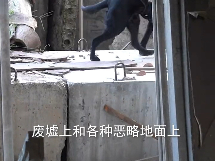 搜救犬的寿命比普通狗狗短很多