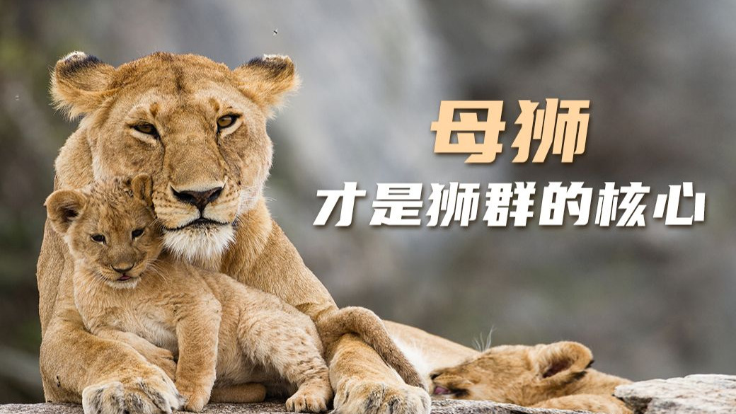 母狮才是狮群的核心