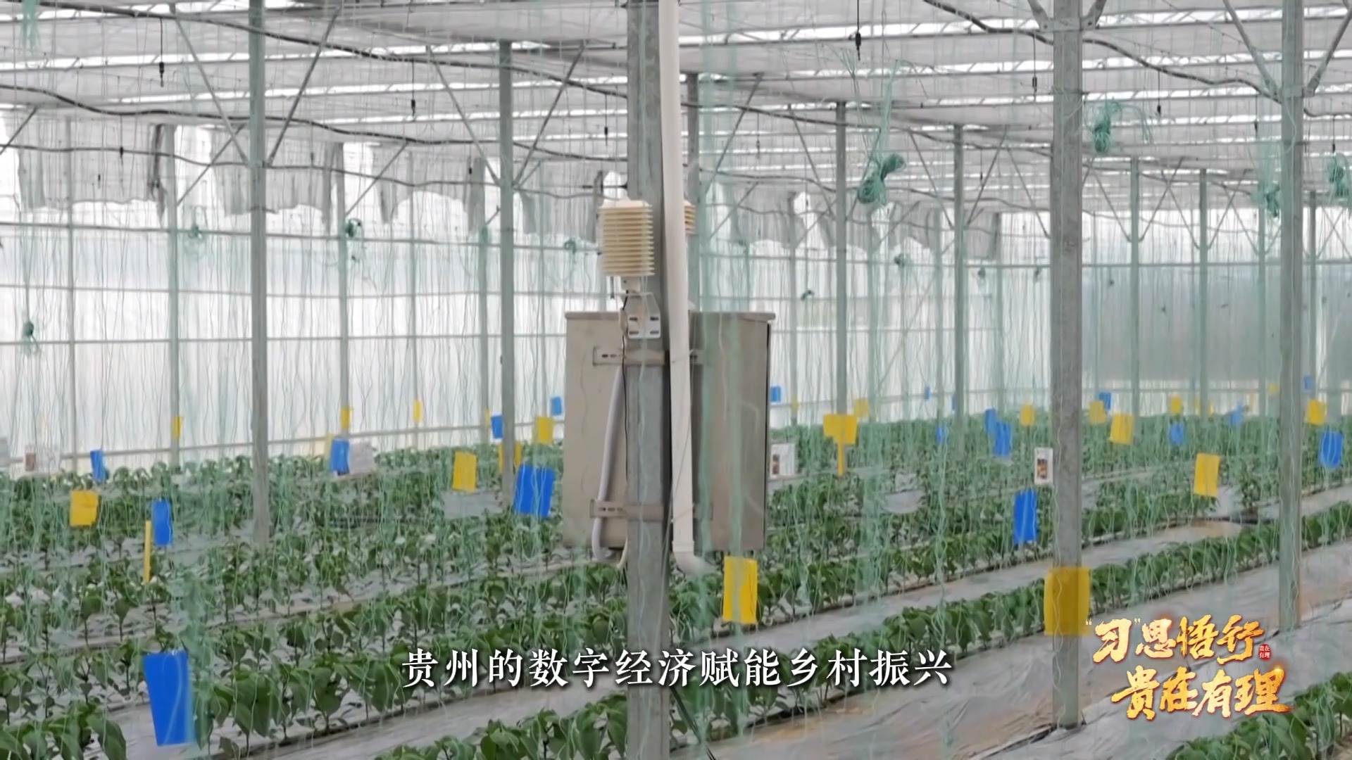 “习”思悟行·贵在有理丨“数字引擎”激发乡村振兴活力