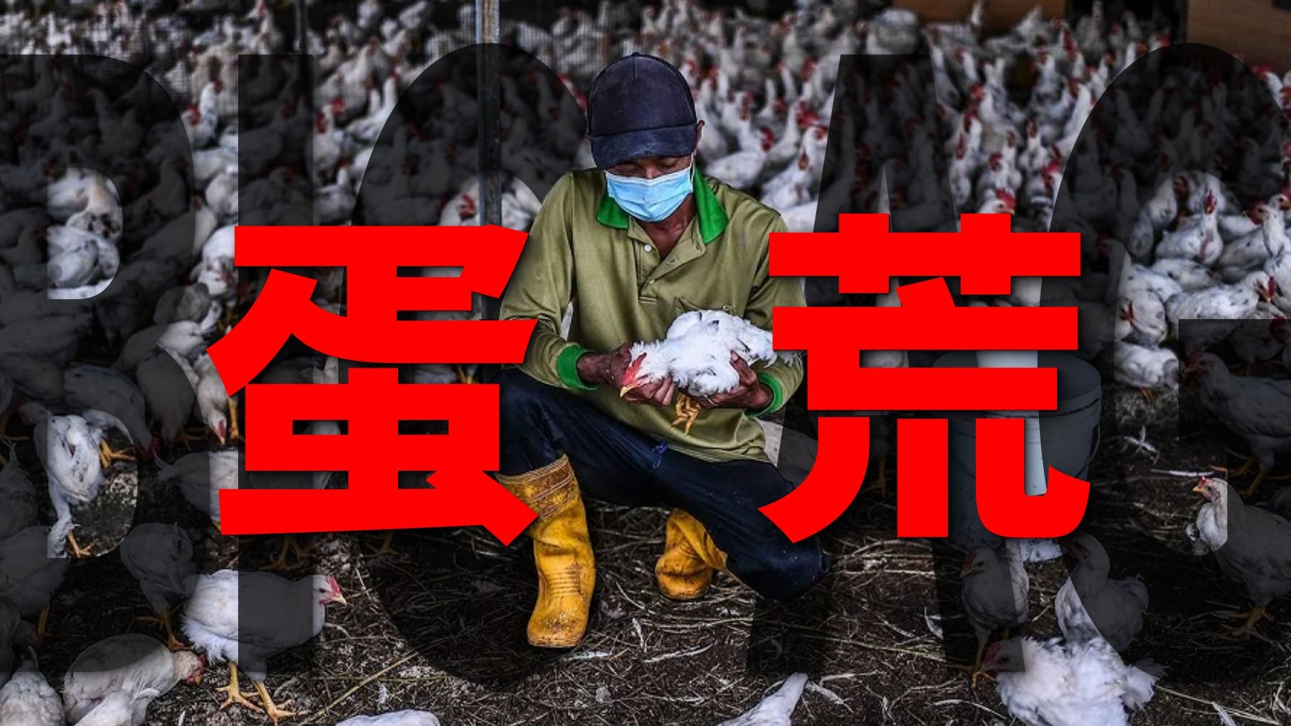 美国人痛失鸡蛋自由：养殖霸主为何栽跟头？