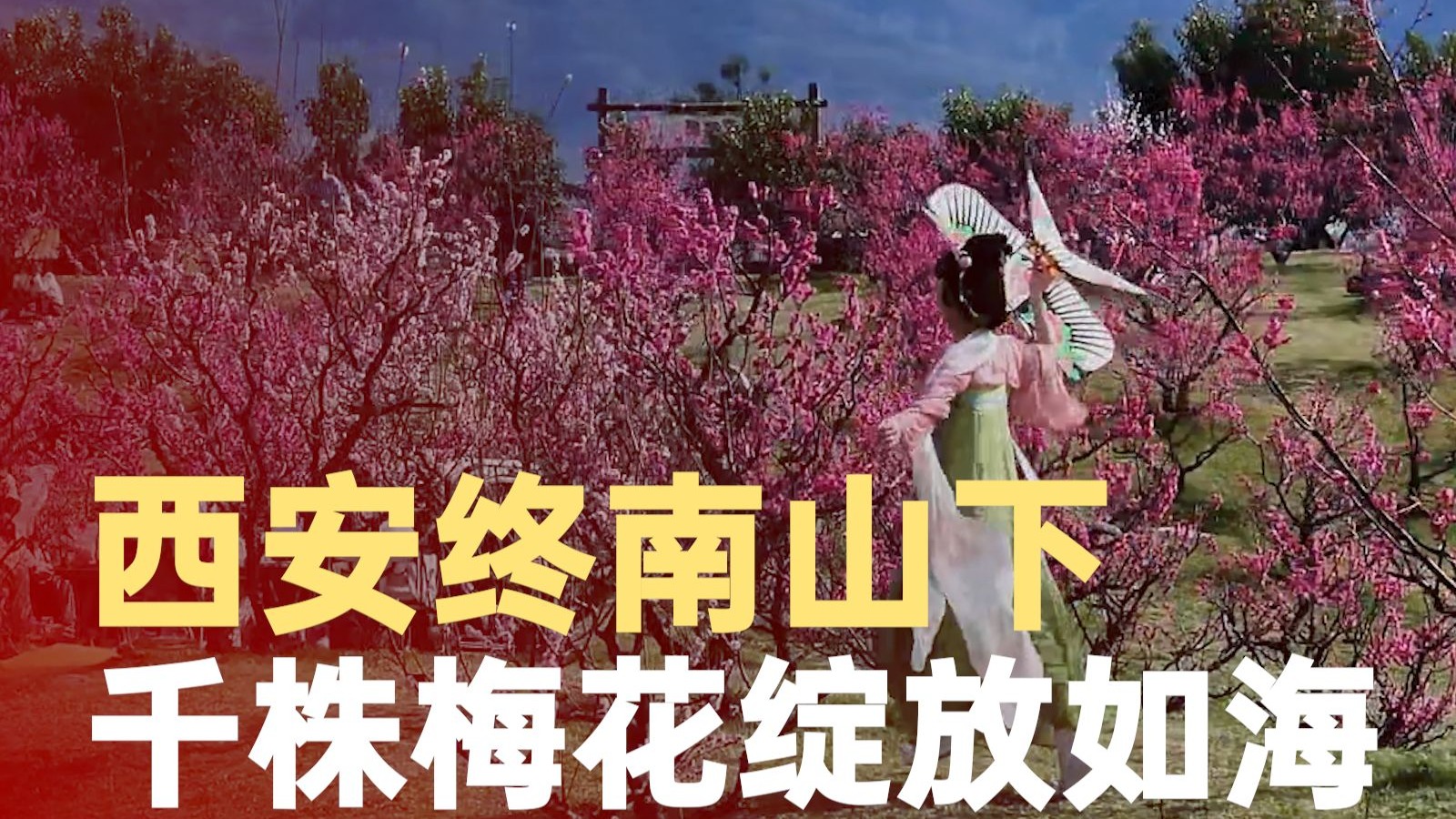 终南山下千株梅花绽放如海