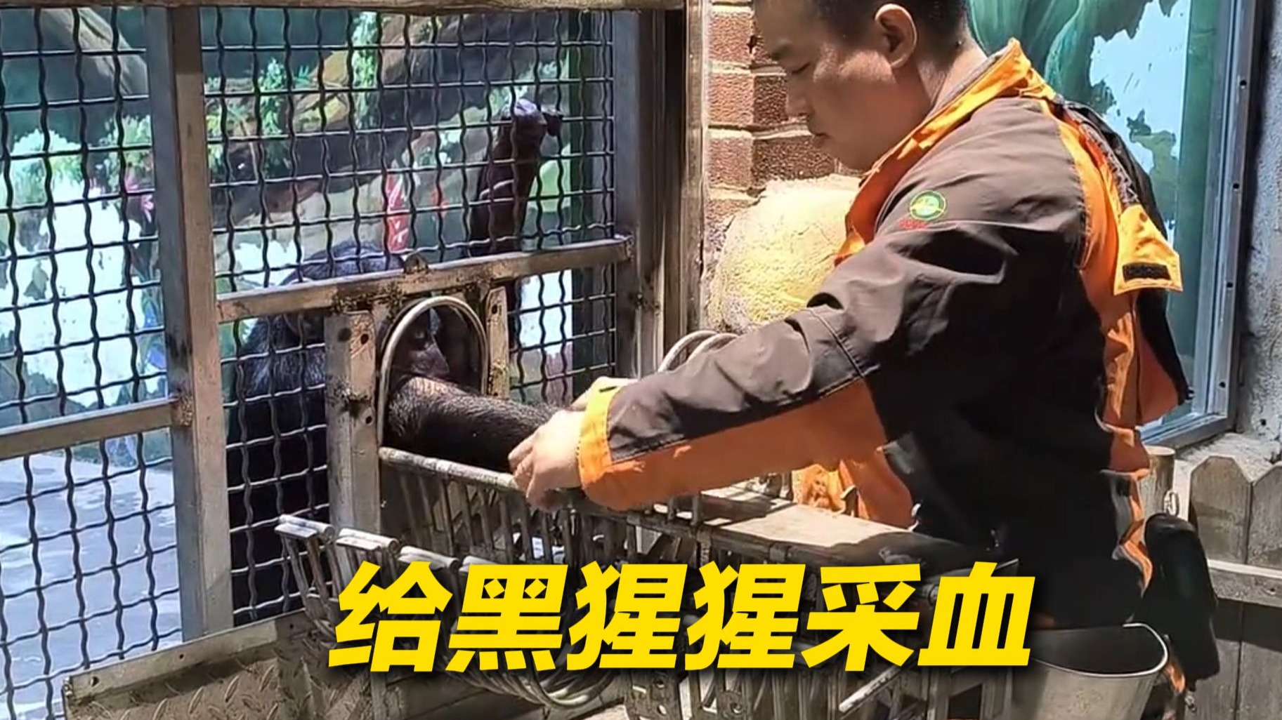 黑猩猩：我也不想伸手，可是他叫我宝宝诶......