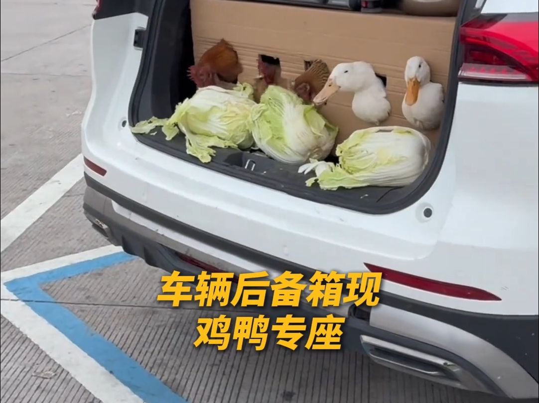 后备箱惊现鸡鸭专座！网友：主菜正在吃配菜