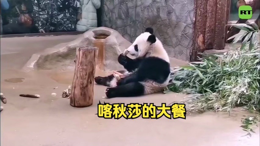 国际熊猫日：喀秋莎的大餐