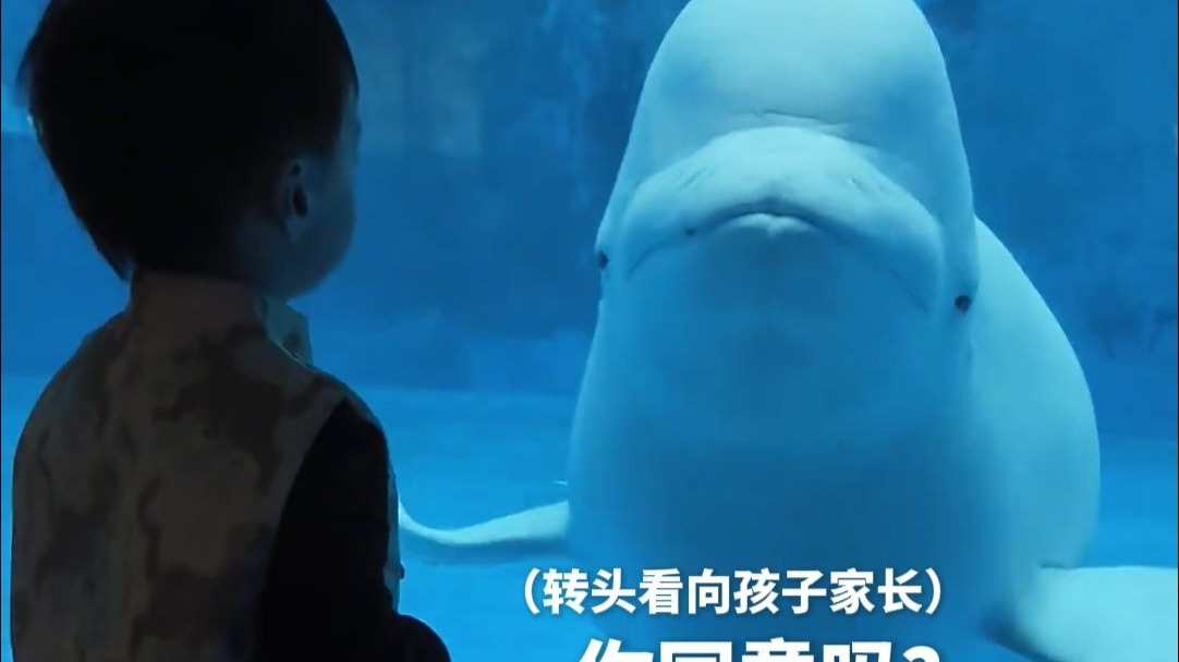 白鲸：你同意吗？我要开始吓唬小朋友咯
