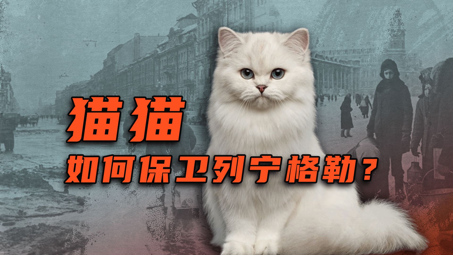 30秒问答｜俄罗斯猫猫居然也参加了列宁格勒保卫战