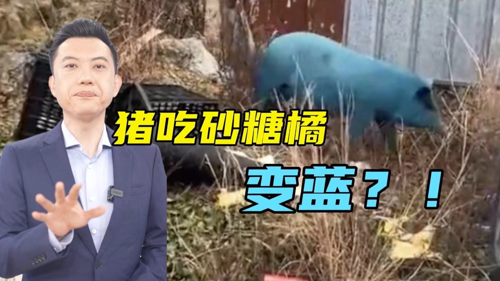 “猪吃砂糖橘变蓝色猪”是食品安全问题吗？【主播说三农】