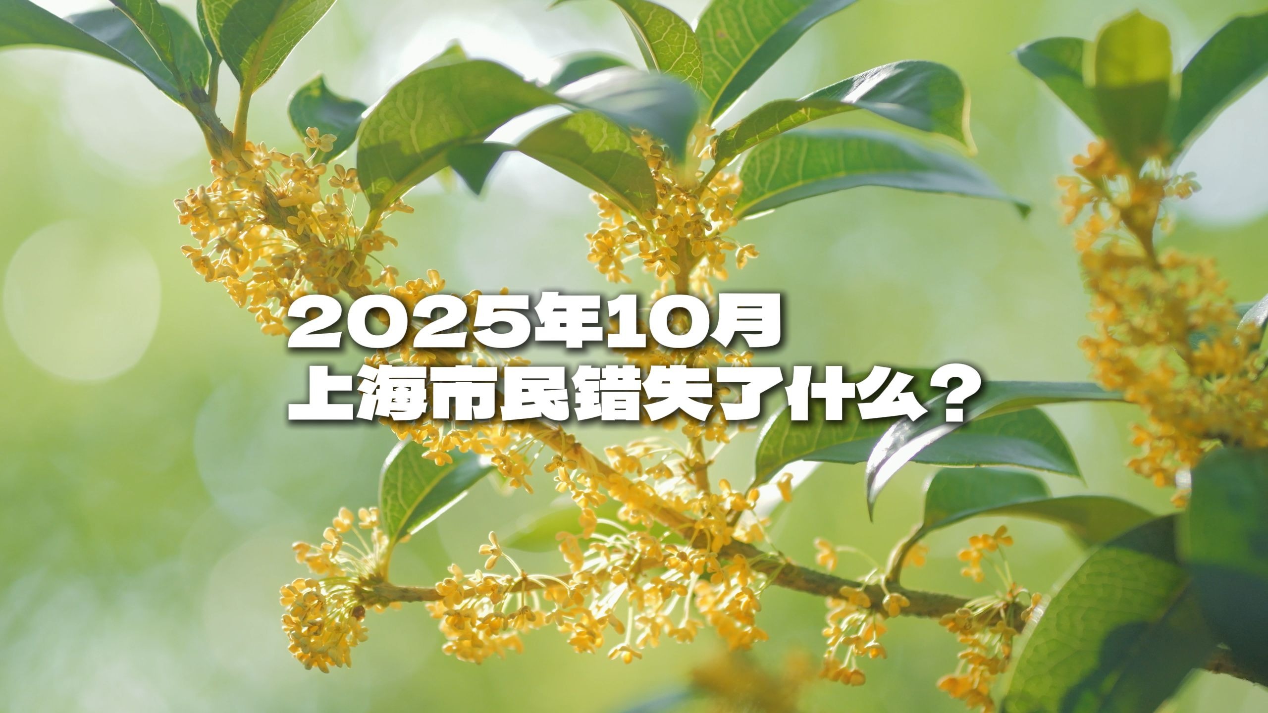2025年10月,上海市民错失了什么? 2025年10月,上海市民错失了什么?